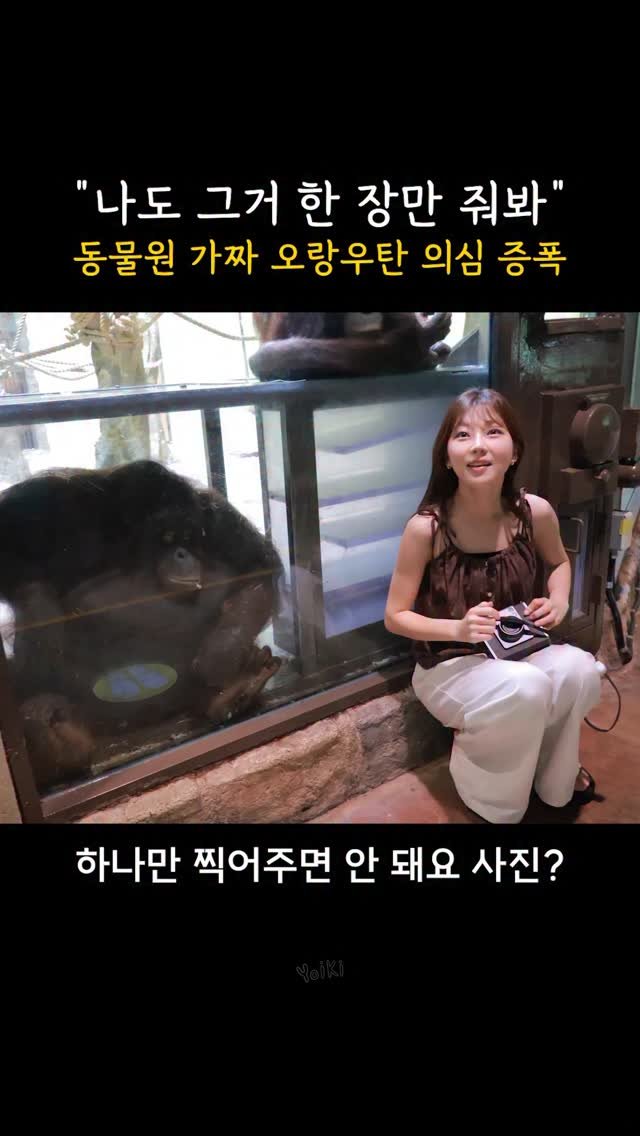 pzm_yoiki 게시물 이미지: 동물원 가짜 오랑우탄 의심 영상
