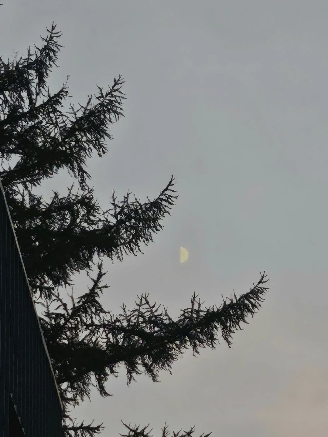 Photo by 서리달 on October 25, 2025. May be an image of tree and text.