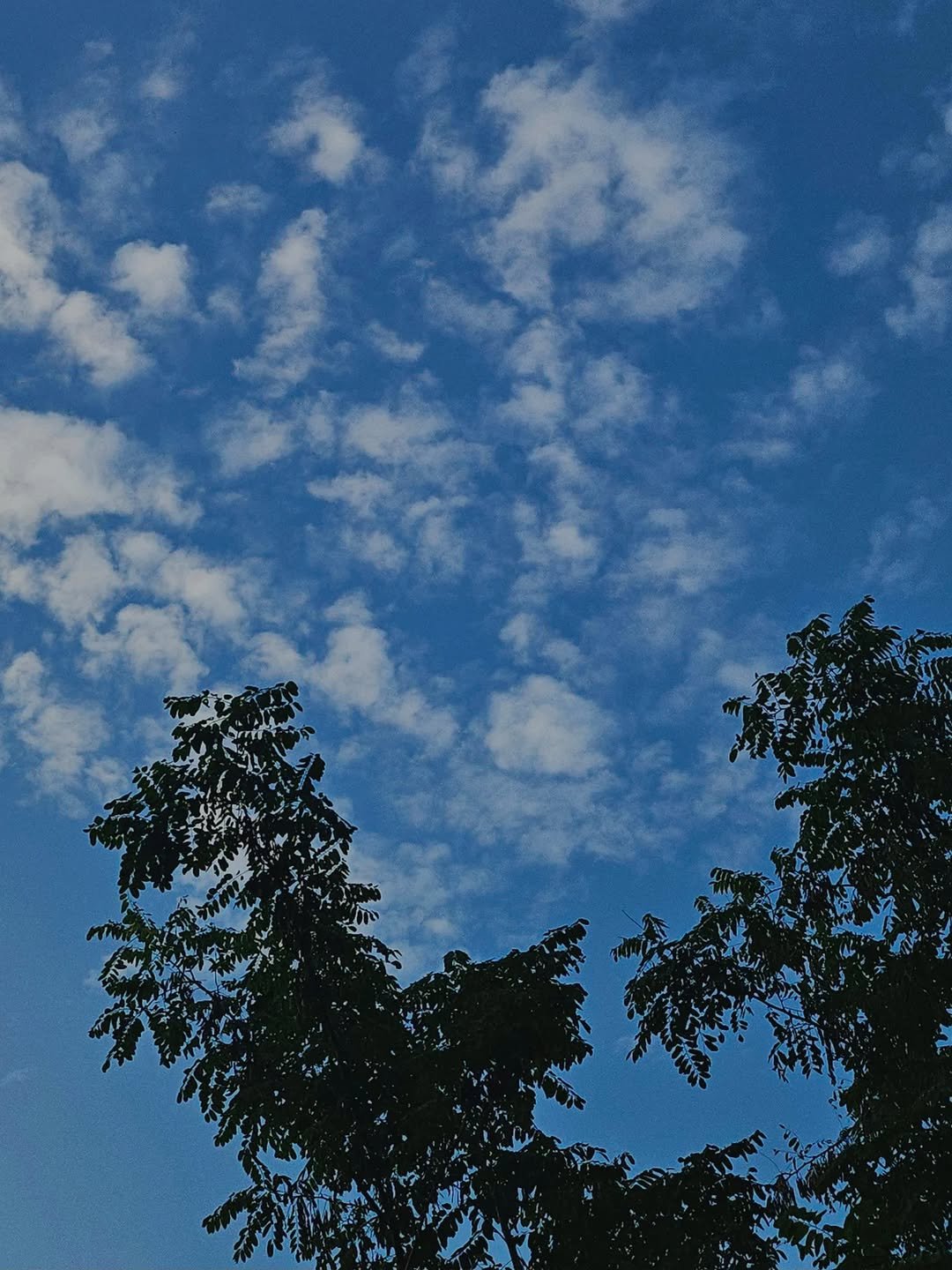 Photo by 서리달 on October 23, 2025. May be an image of tree, cloud and text.