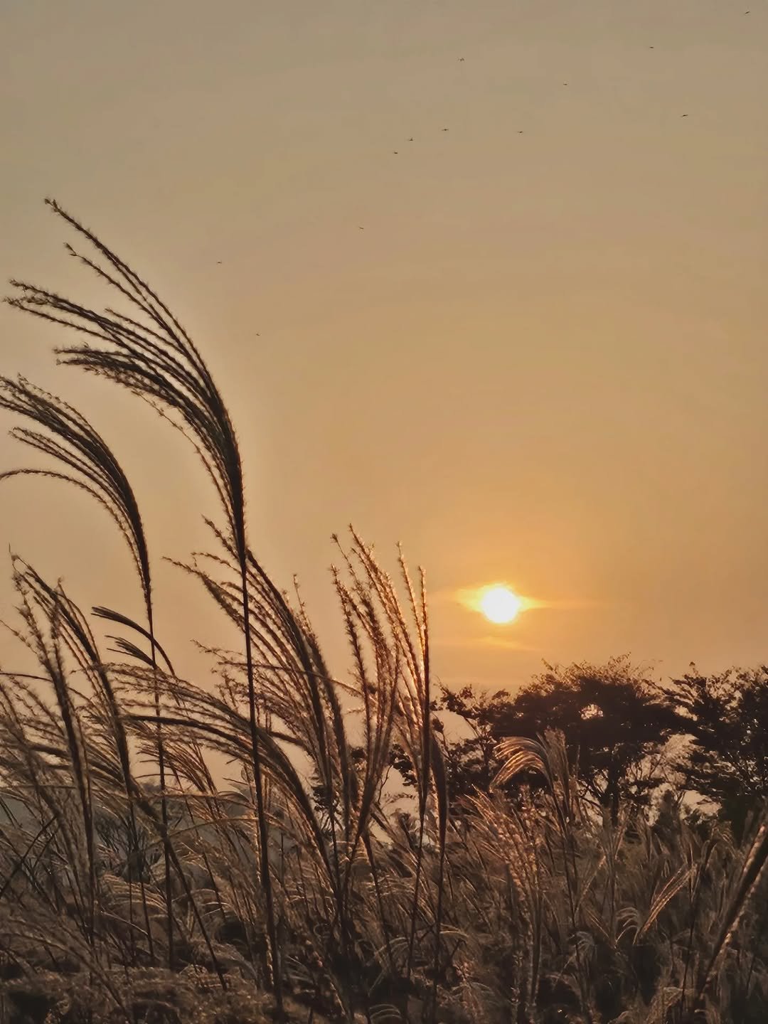 Photo by 서리달 on November 12, 2025. May be an image of nature, grass, horizon, twilight and text.
