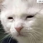 zangzi.n0 프로필 사진