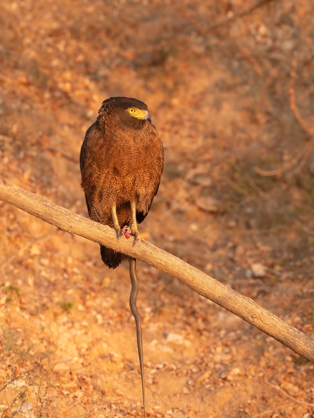 Photo by RAAS Hotels in Camp Chhatra Sagar. May be an image of hawk, falcon and text.