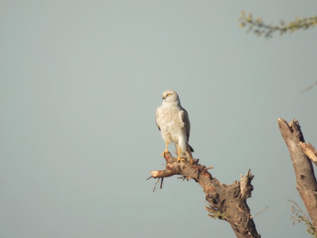 Photo by RAAS Hotels on March 17, 2026. May be an image of hawk, falcon and text.