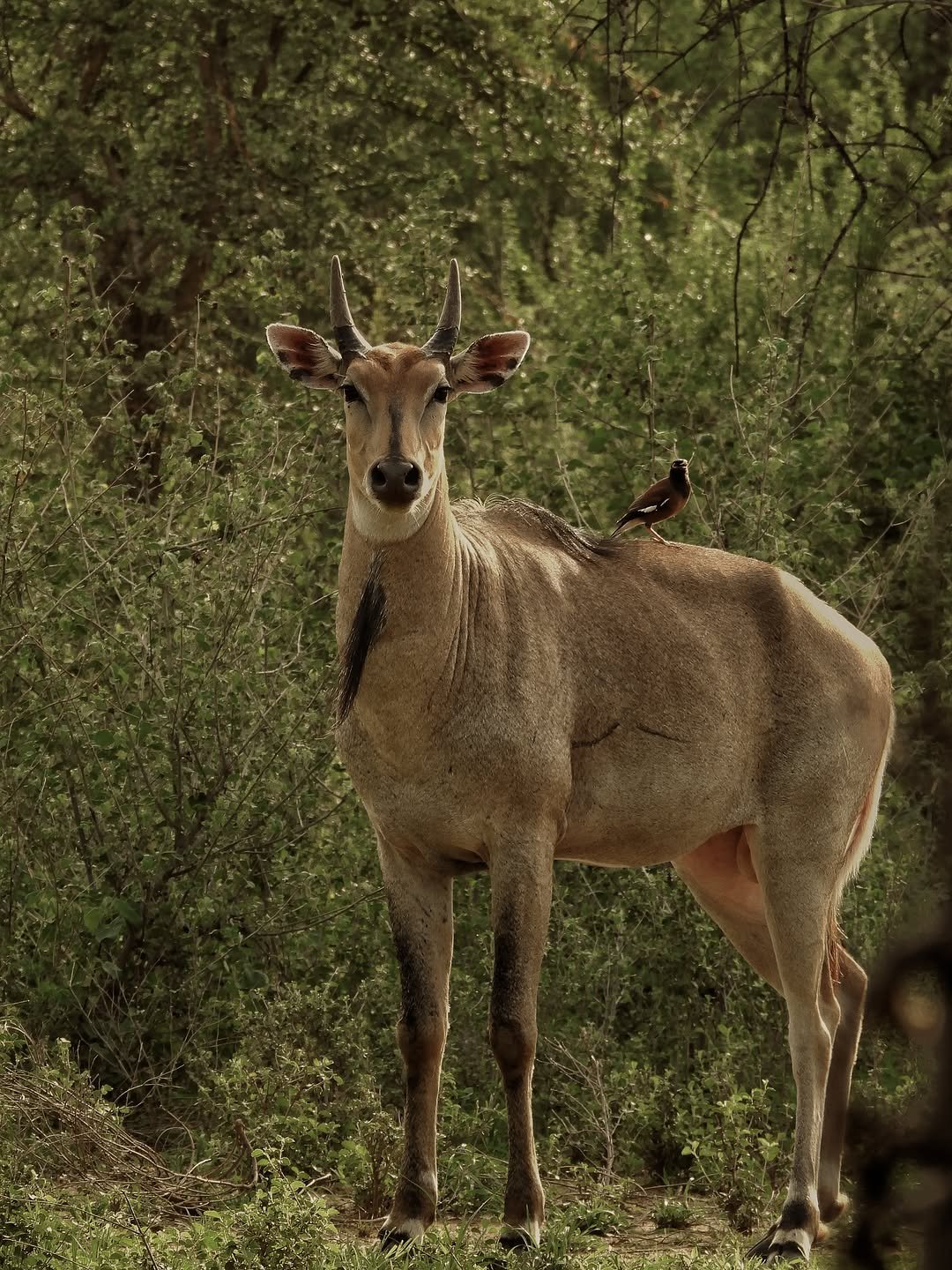 raashotels 게시물 이미지: A Common Myna and a Nilgai 

📸 @jungle_logic...