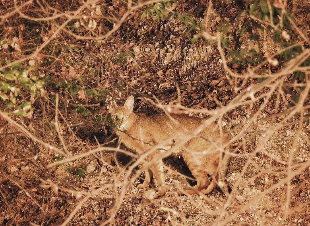 raashotels 게시물 이미지: A jungle cat and a...