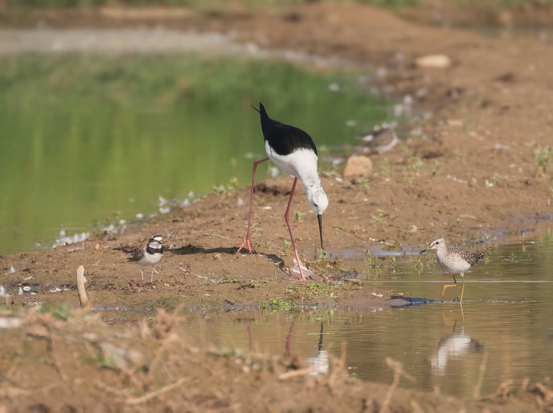 raashotels 게시물 이미지: Three species in one frame - The Black-winged...