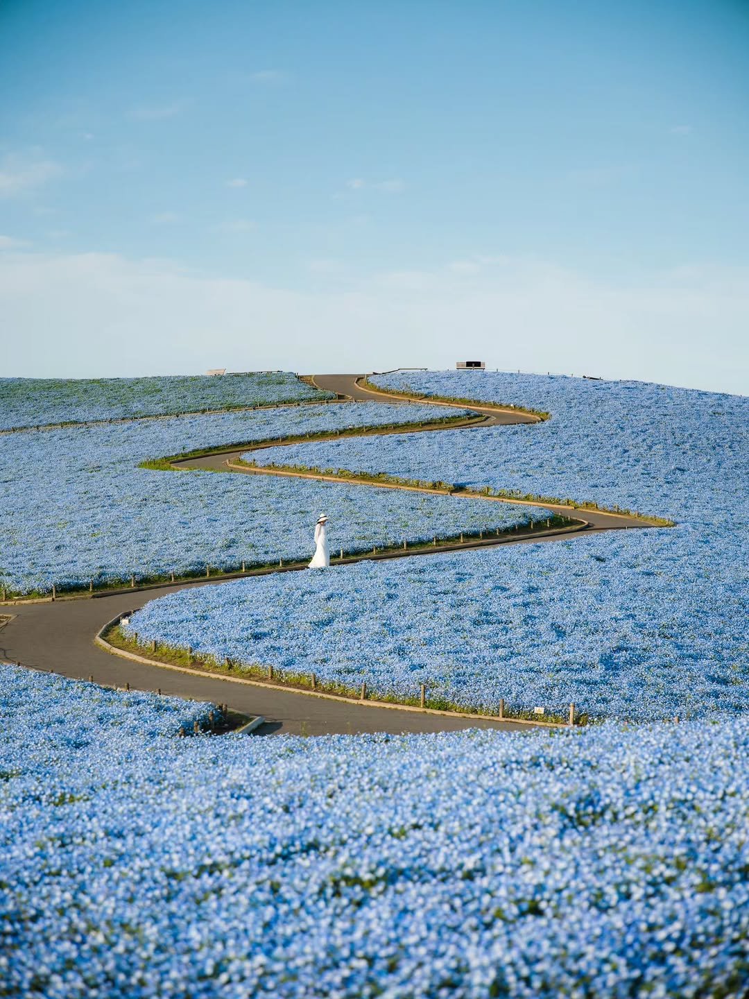 Photo by 래구월드 - 정래구 on April 21, 2026. May be an image of baby blue eyes flower and text.