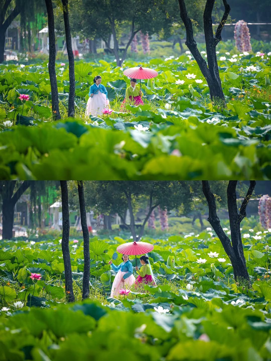 raegu9 게시물 이미지: 주말에 가면 연꽃이 만개한 모습을 볼 수 있는 장소!

드라마 촬영지 같은 분위기에...