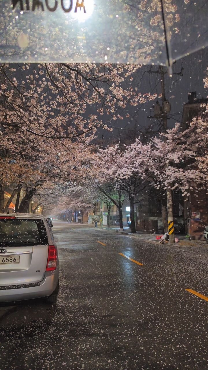 raegu9 게시물 이미지: 이런 장면을 살면서 또 볼 수 있을까? 😭
#rain #sakura...