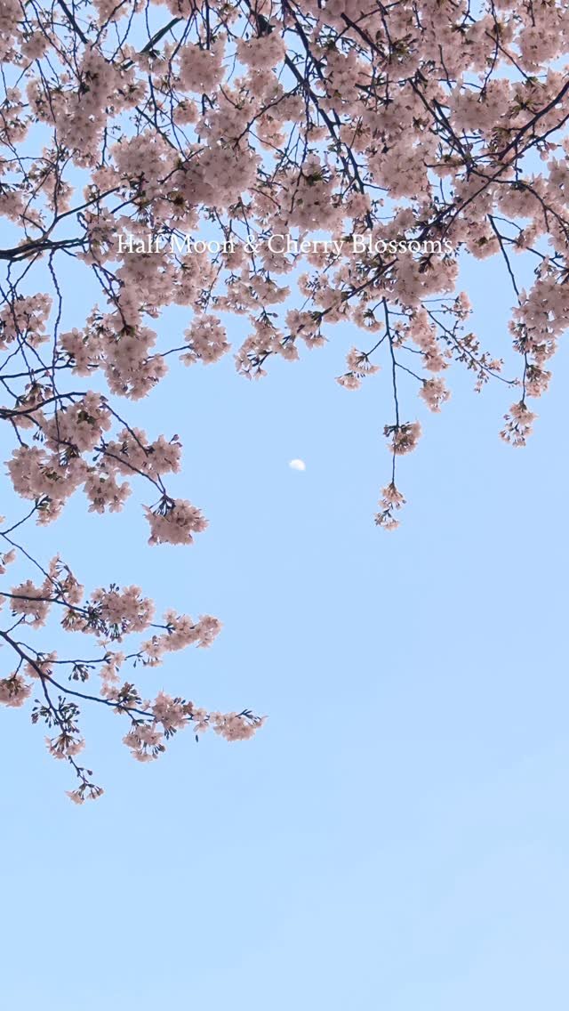 ramiii_eo 게시물 이미지: 벚꽃이 하루만에 너무 예쁘게 피어서 하늘을 올려다 봤는데, 반달도 같이 있어 더...