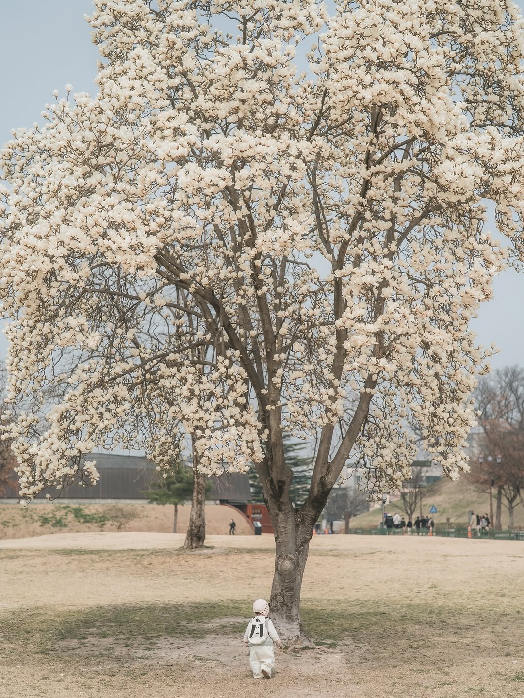 Photo shared by 라미 on March 26, 2026 tagging @one_doha.a.day. May be an image of pear, stone-fruit tree, shadbush and text.