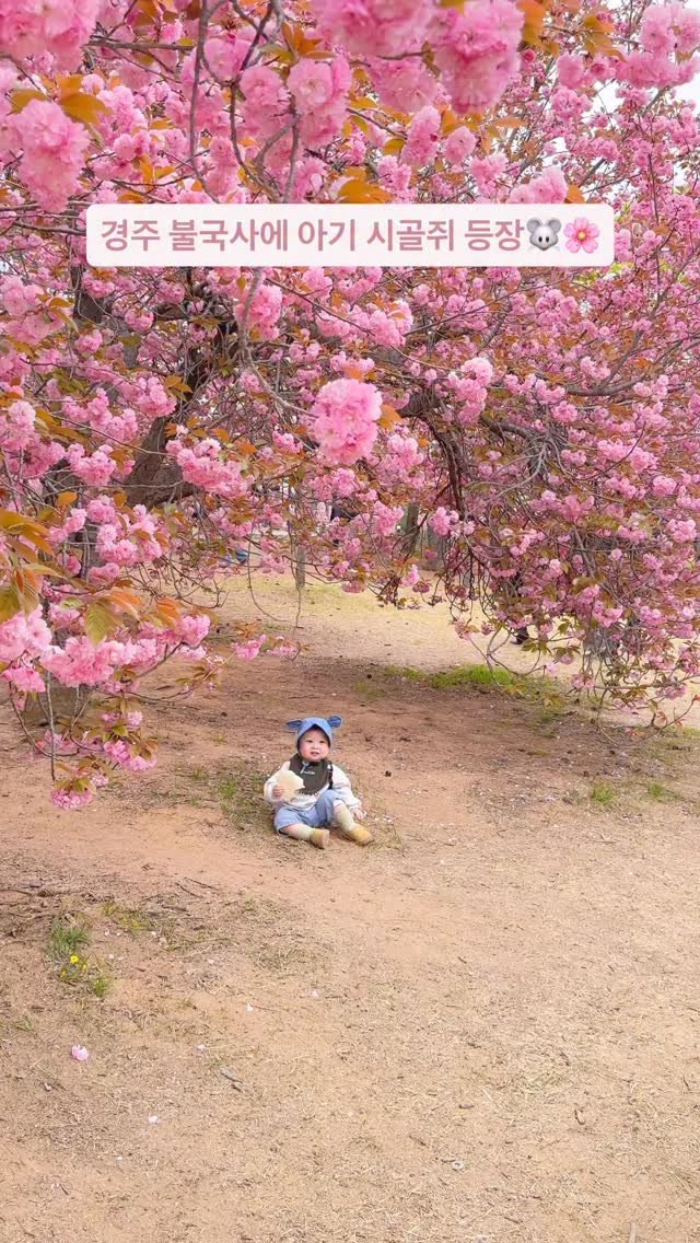 ramiii_eo 게시물 이미지: 경주 불국사에 아기 시골쥐 등장!🐭🌸

하지만 할머니가 사준 뻥튀기 먹기 바빴던...