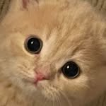 wool_miru 프로필 사진