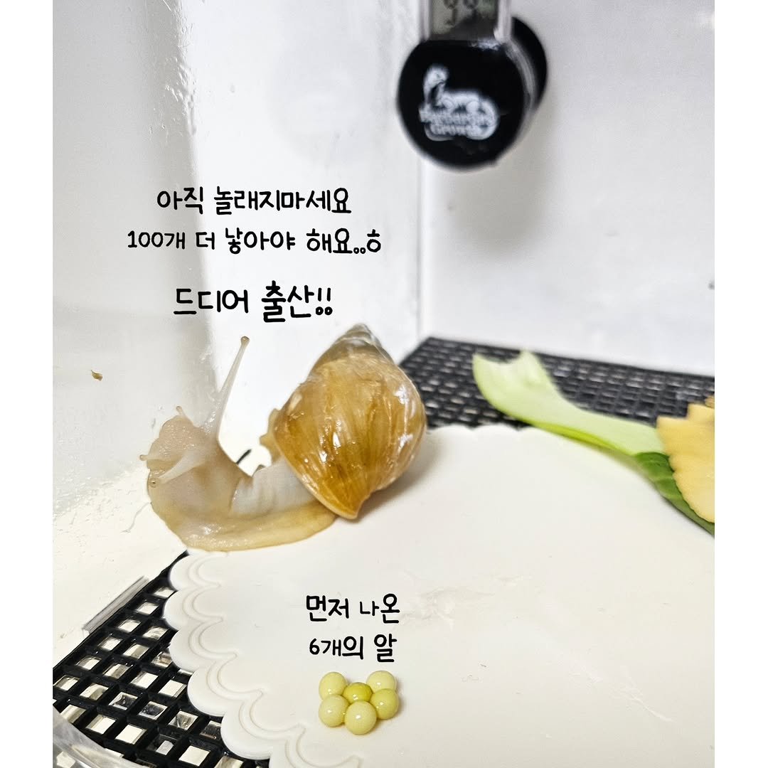 Photo by Ranchu_V on October 23, 2025. May be an image of escargot and text that says '아직 놀래지마세요 100개 더 낳아야 해요..ㅎ 드디어 출산!! 먼저 먼저나온 나온 6개의 알'.