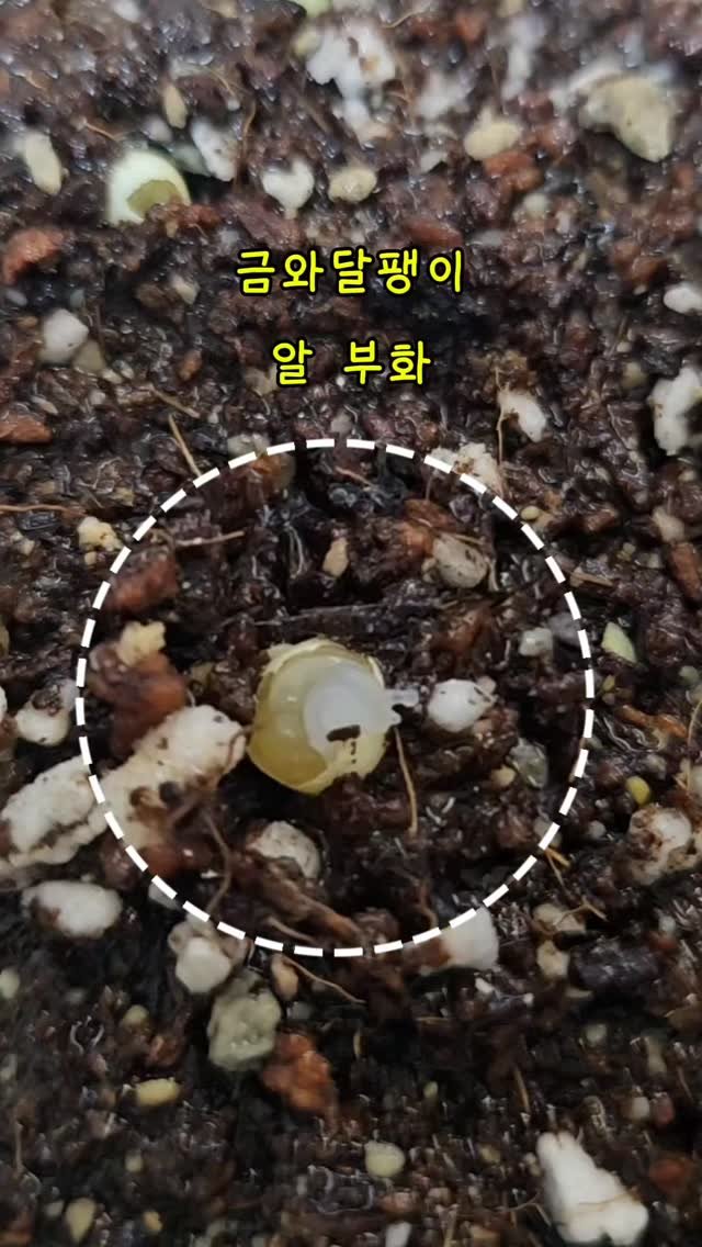 ranchu_v 게시물 이미지: 금와달팽이 알 부화!! 꼬물이 안녕~👋
#동물 #animals #petlovers...
