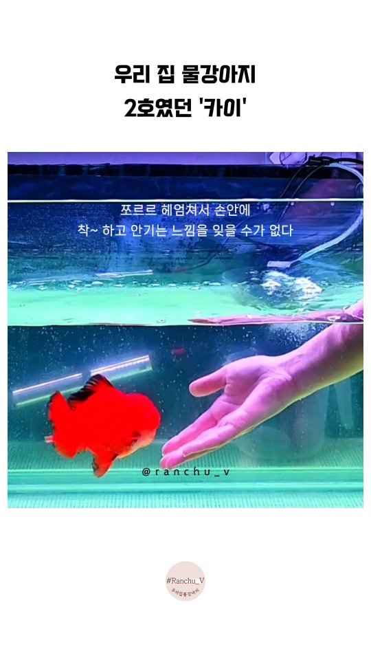 ranchu_v 게시물 이미지: 우리집 물강아지 2호봉이였던 카이❤ 보고싶다카이❤
#금붕어 #금붕어키우기...