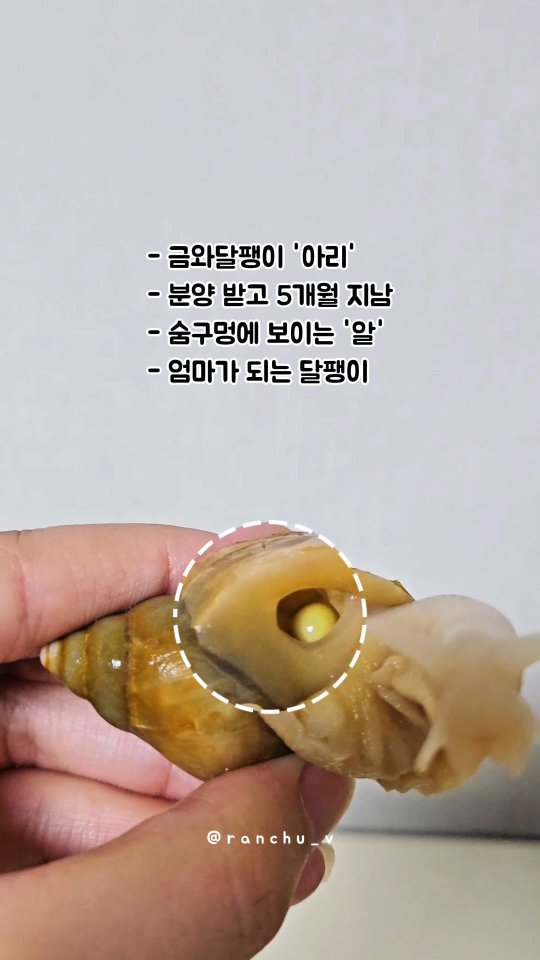 ranchu_v 게시물 이미지: 금와달팽이 아리, 숨구멍에 무언가 보이기 시작
#금와달팽이 #백와달팽이 #금와...