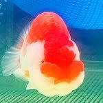 ranchu_v 인스타그램 프로필 사진