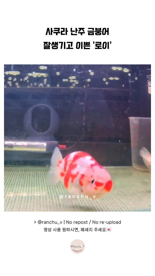 ranchu_v 게시물 이미지: 사쿠라 난주금붕어 / 실물 보면 기절 / 잘생쁨 로이❤
#금붕어 #금붕어키우기...
