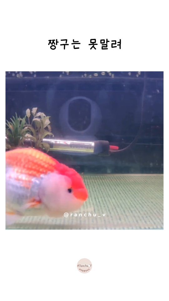 ranchu_v 게시물 이미지: 우리집 짱구❤
#금붕어 #금붕어키우기 #난주금붕어 #오란다금붕어 #goldfish...