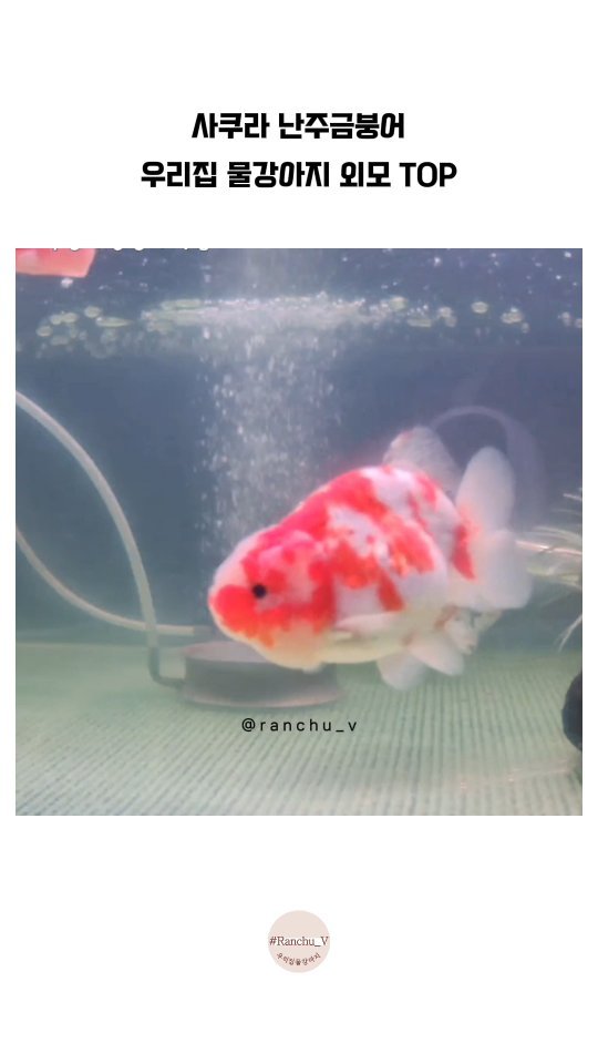 ranchu_v 게시물 이미지: 사쿠라 난주🌸, 시선강탈 난주금붕어🩷, 인기남 로이🩷
#금붕어 #금붕어키우기...