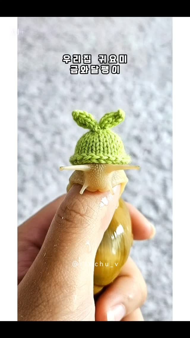ranchu_v 게시물 이미지: 나 금와달팽이인데, 귀여워 안 귀여워~?
#달팽이 #명주달팽이 #금와달팽이...