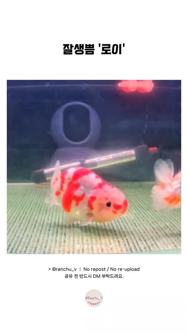 ranchu_v 게시물 이미지: 사쿠라 난주금붕어 / 오늘도 제일 활발 / 잘생쁨 로이❤
#금붕어 #금붕어키우기...