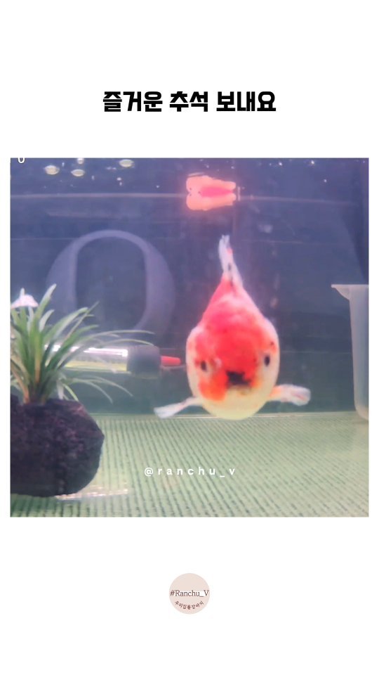 ranchu_v 게시물 이미지: 2025년 추석 보내는 우리집 물강아지들❤
#금붕어 #금붕어키우기 #난주금붕어...