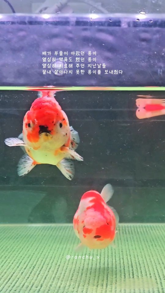 ranchu_v 게시물 이미지: 귀요미들 건강하자❤
#금붕어 #금붕어키우기 #난주금붕어 #오란다금붕어...