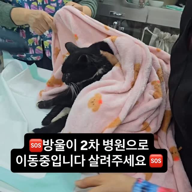 ray_at_home 게시물 이미지: #기도해주세요

#학대지역 #구조

방울이

아이의 모습을 영상으로 보고
단순...