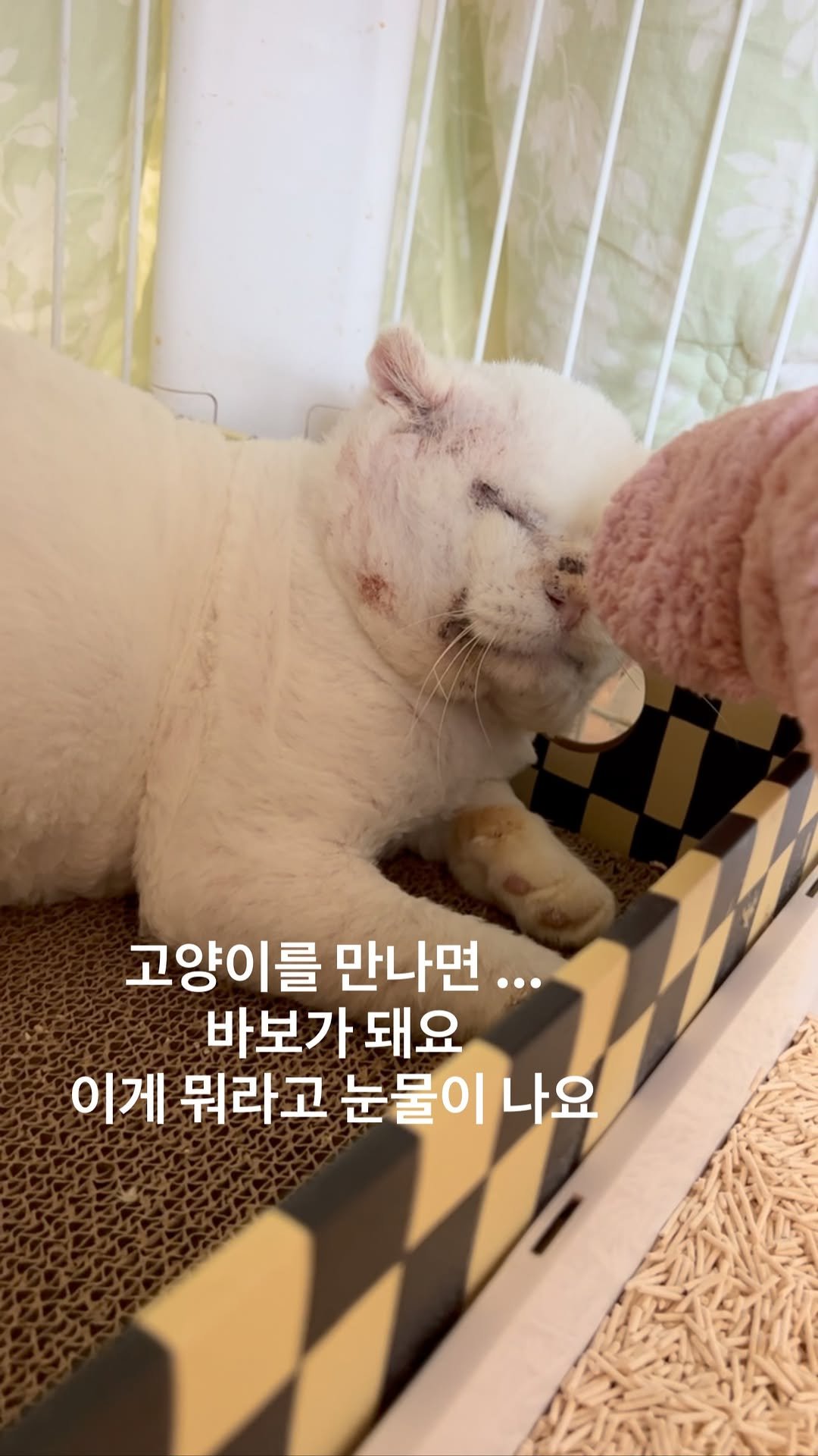 ray_at_home 게시물 이미지: #고마워

#길위의심바를찾아서 

카이온 

위기의 아이들을 구조하여..
치료해...