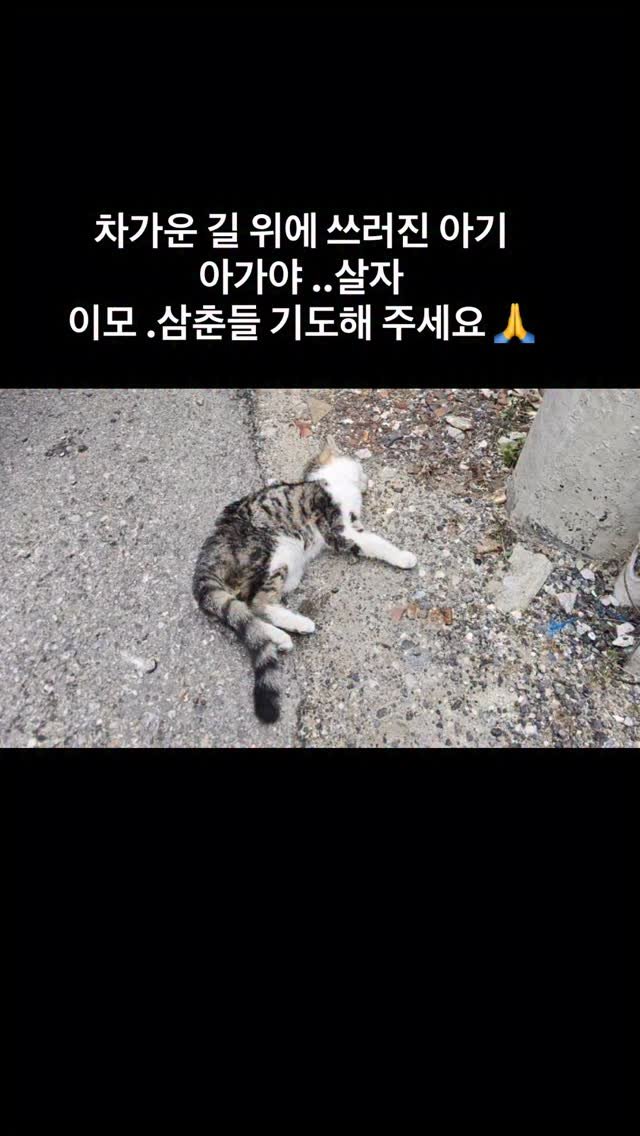 ray_at_home 게시물 이미지: #살자

#긴급구조 #저체온

부천의 길 위애 
쓰러진 아기

체온을 측정 할수없는...