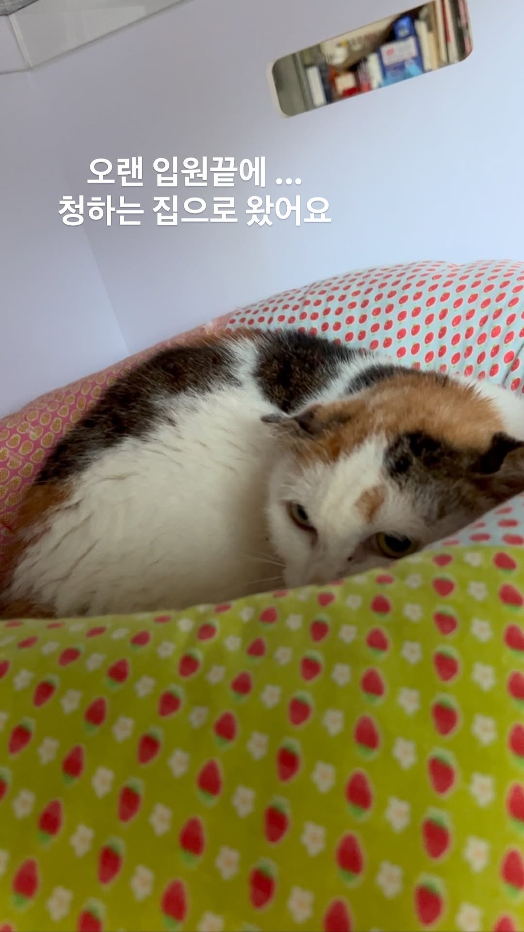 ray_at_home 게시물 이미지: #아침

#악성종양투병중 

청하 🌿

청하는 어제 퇴원해 집으로왔어요

종양이...