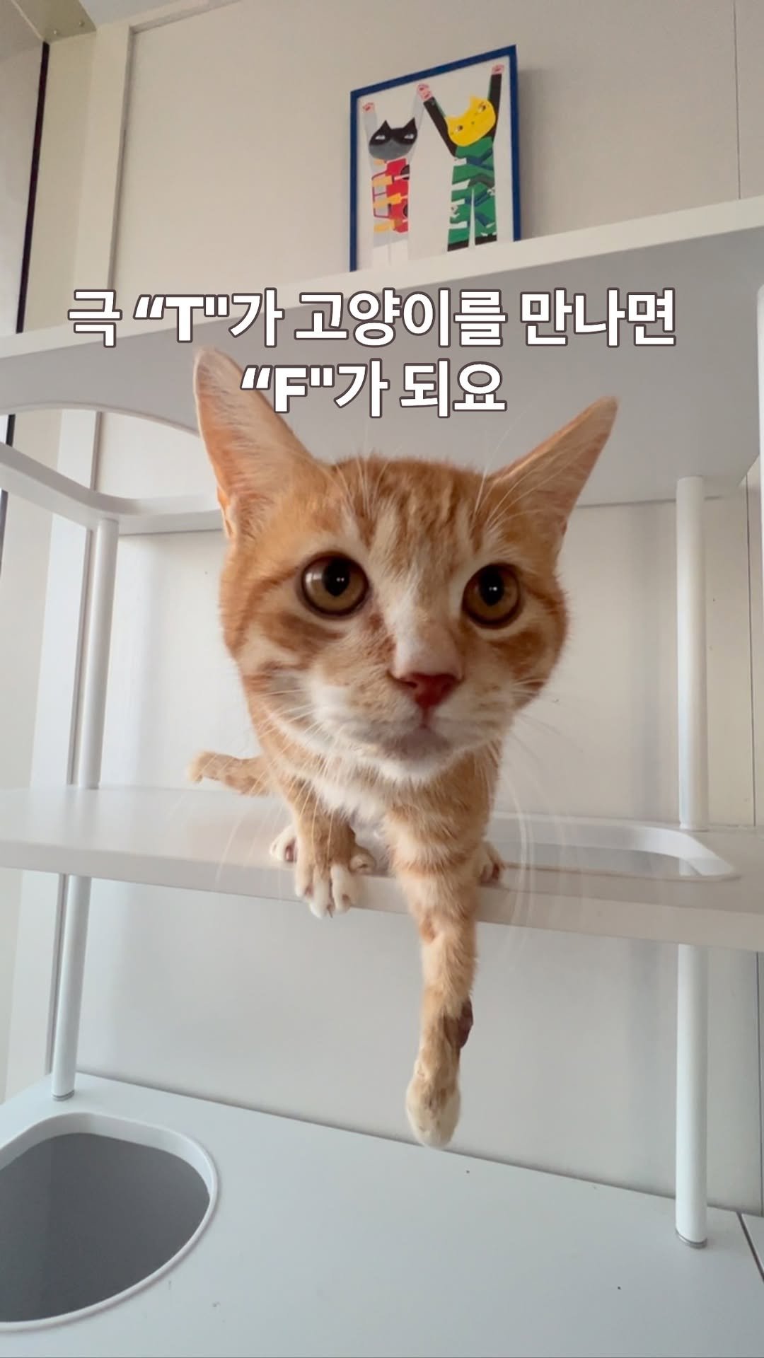 ray_at_home 게시물 이미지: #기도

#동물은물건이아니다 

고양이를  만나 ...
낮은곳을 바라봐요

후미진...