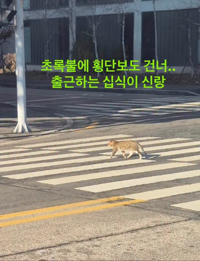 ray_at_home 게시물 이미지: #고양이

#교통법규준수고양이

횡단보도에 서서 ..
기다렸다가..

초록불이 되면...