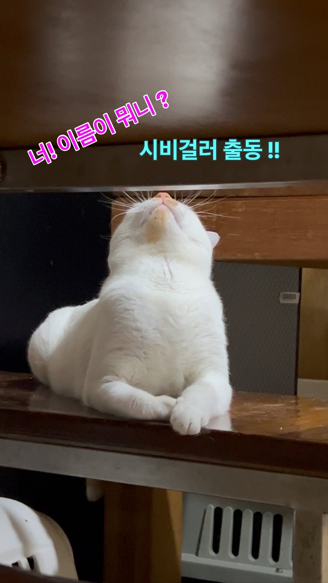 ray_at_home 게시물 이미지: #ㅋㅋ

이름이 뭐니 ?
힌트 :프로펠라 꼬리 💕

포항에서온 ㅇㅇ군의...