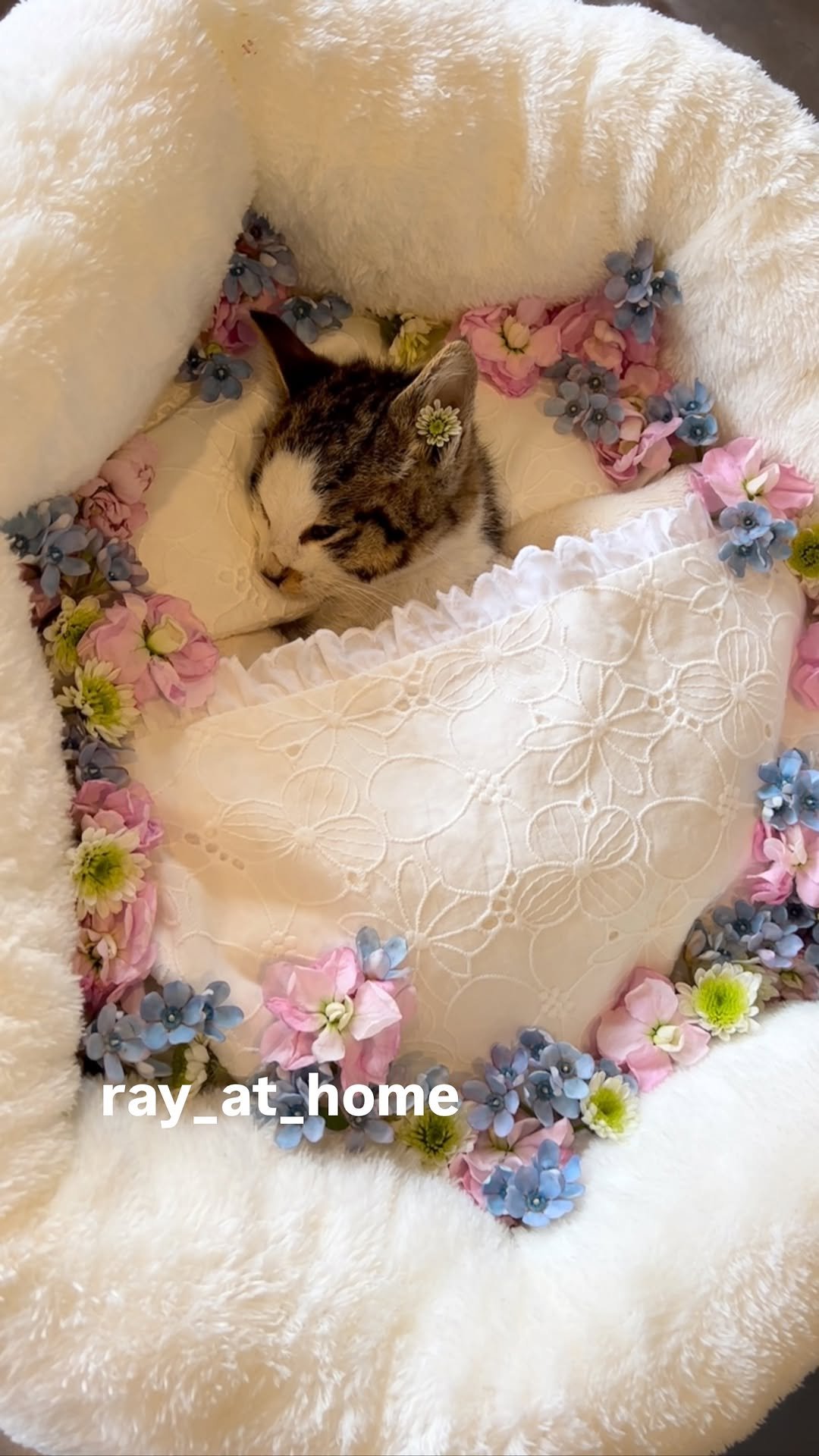 ray_at_home 게시물 이미지: #천사

봄이 🌈

하늘에서 예쁜 천사가..
필요했습니다

짧았던...