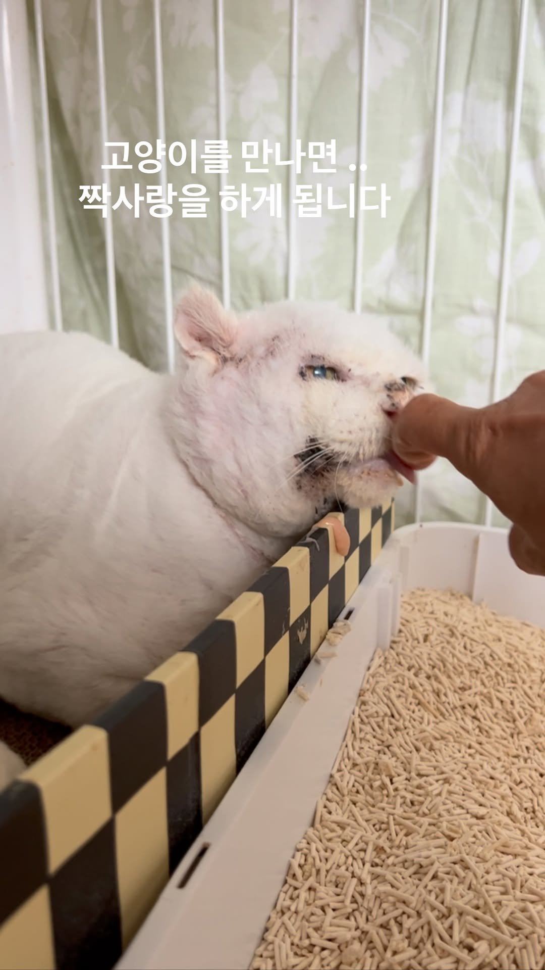 ray_at_home 게시물 이미지: #짝사랑 

#길위의심바를찾아서 

카이온

카이온은 사람손이 무서워요

손갈이...