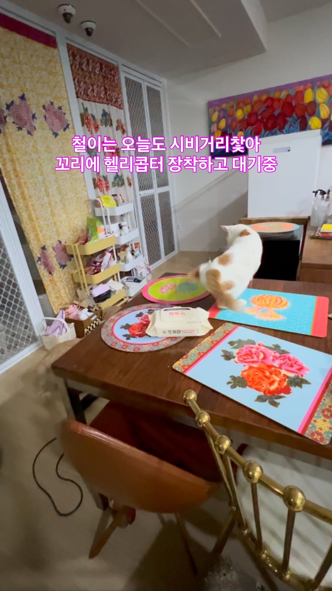 ray_at_home 게시물 이미지: #개구쟁이

포항 철이 & 안동 모찌

5:5 앞가르마 곱게탄 경상도...