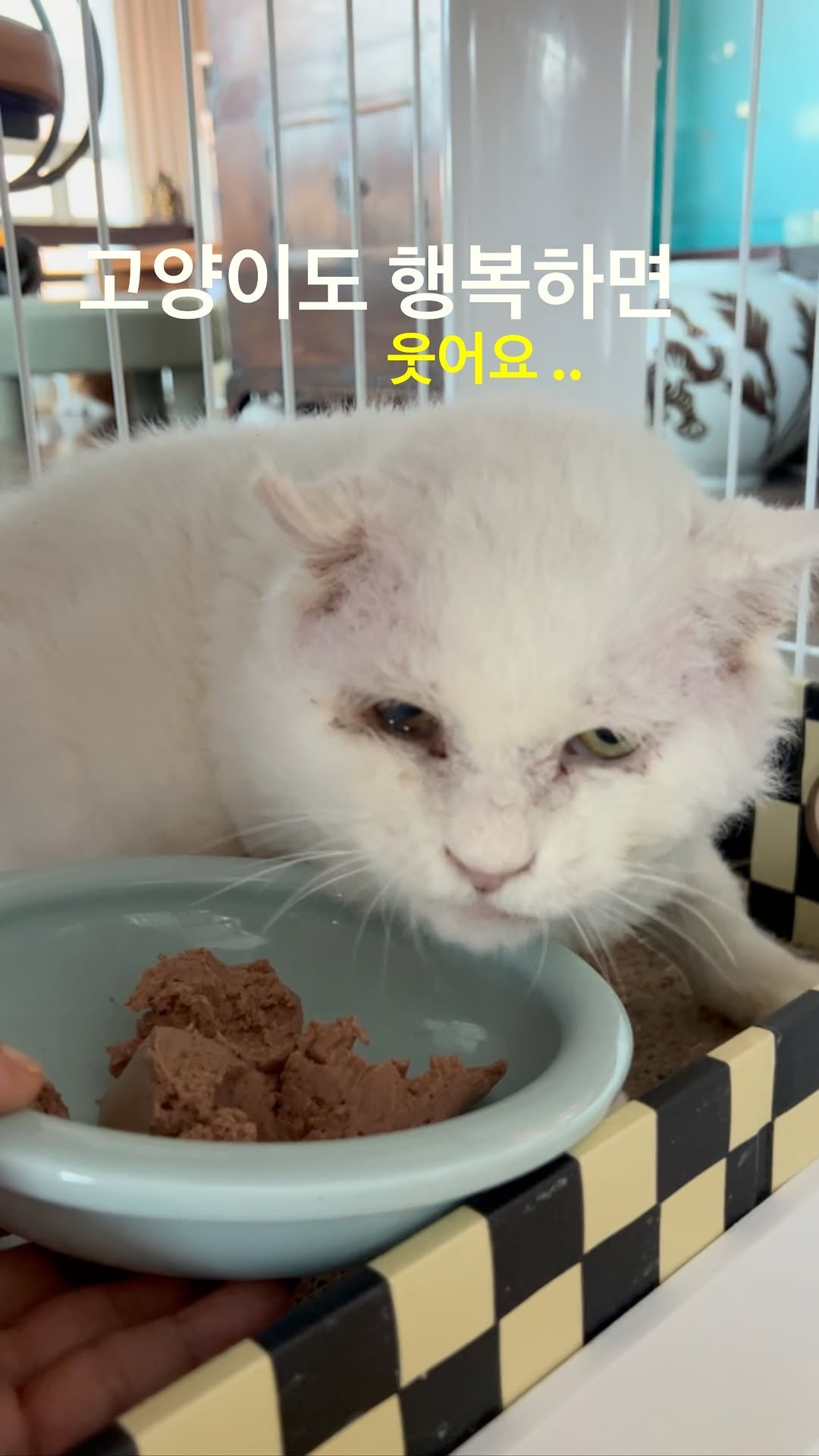 ray_at_home 게시물 이미지: #소중해

카이온

카이온 얼굴이 웃상이 됐어요

고양이도 표정이 있어요

자세히...