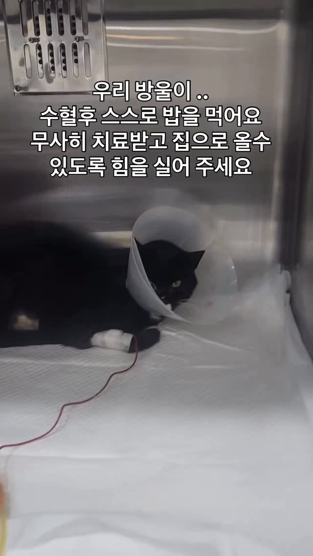 ray_at_home 게시물 이미지: #살자

#학대지역 #긴급구조

🆘(사) 디어 레이 하나은행 🆘
...