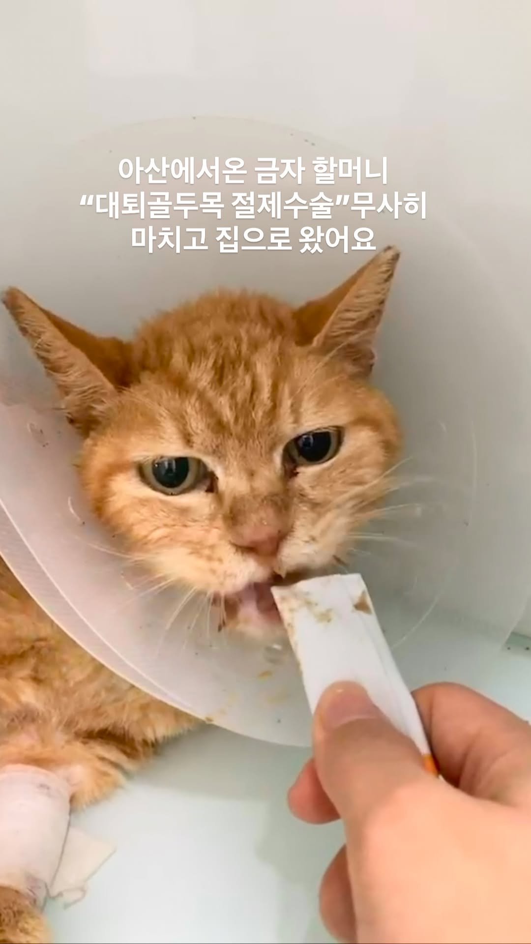 ray_at_home 게시물 이미지: #집으로

금자 할머니

아산에서온 금자할머니는
공장지역의 대형 트럭에 치이는...