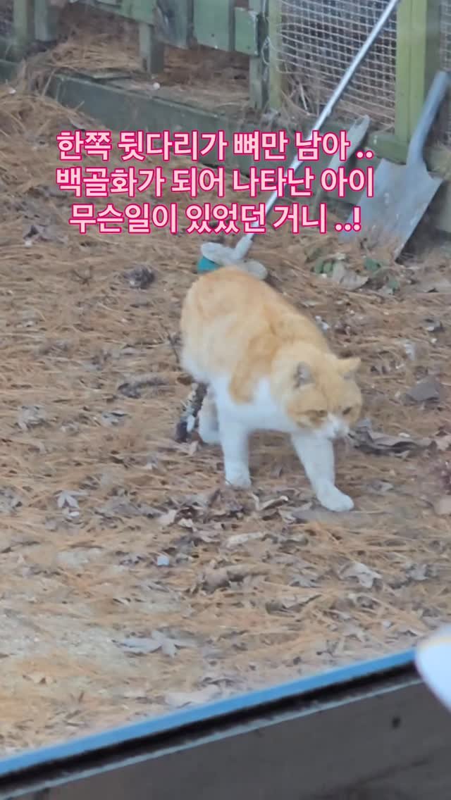 ray_at_home 게시물 이미지: #긴급구조요청

네발로 태어나 ..
세발로 살아 가야할 아이

아가 !
무슨일을...