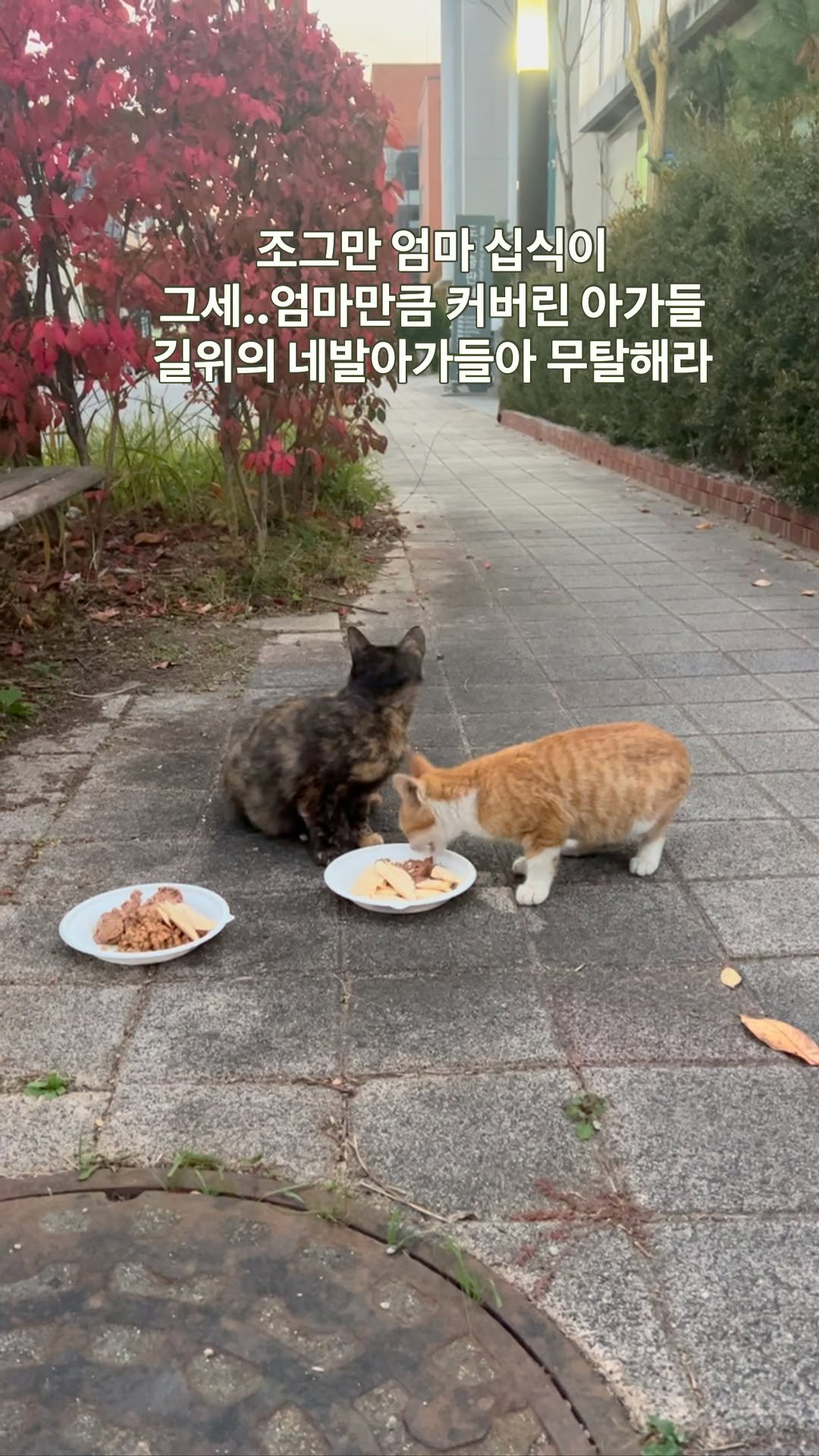 ray_at_home 게시물 이미지: #고양이

십식이와 아가들

가을 단풍이 고운건 ...
너희들이 있어서

겨울이...