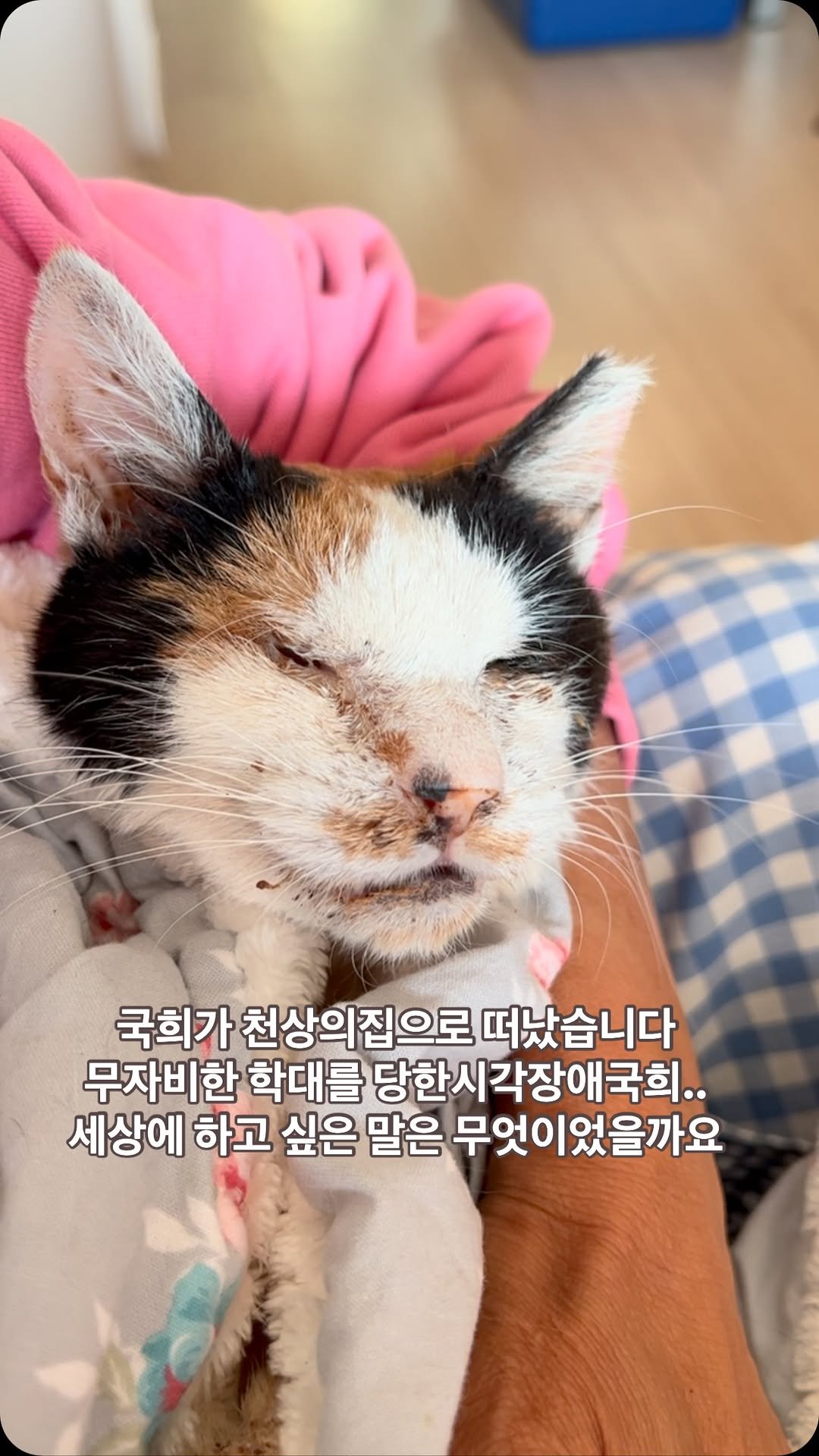 ray_at_home 게시물 이미지: #지켜주지못해미안해 

#천안 #시각장애고양이학대사건 

국희 🌈

살리지 못해...