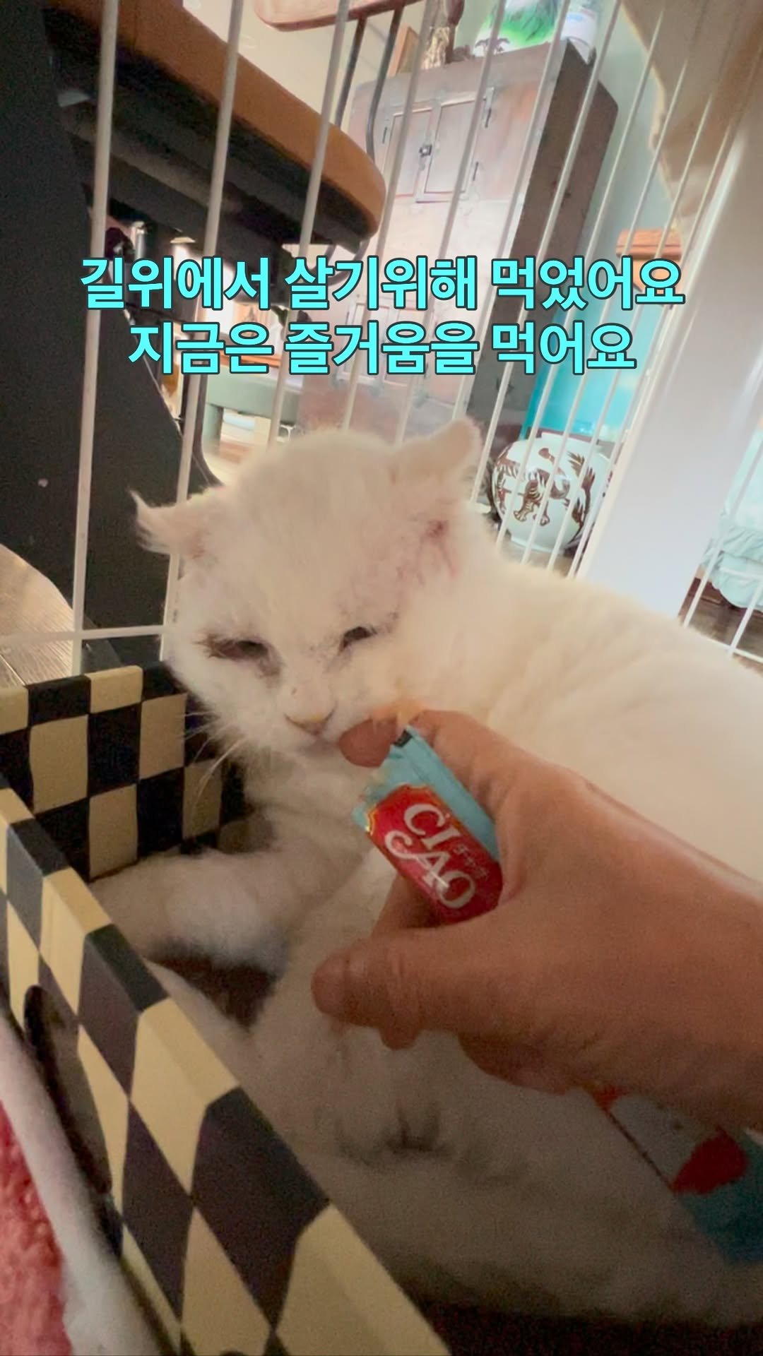 ray_at_home 게시물 이미지: #기다리는사랑 

카이온

고양이는 기다리는 사랑입니다

고양이도...