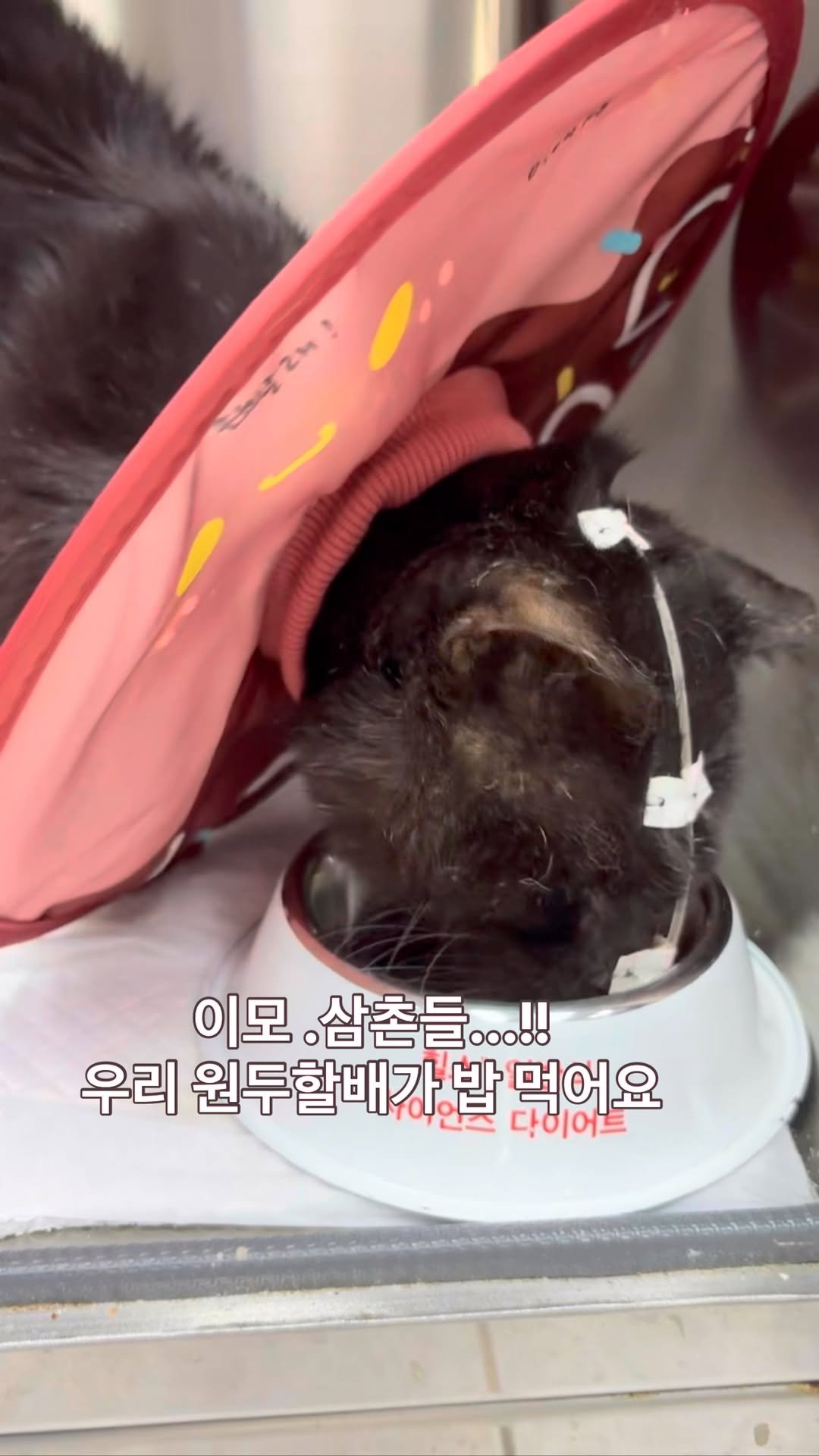 ray_at_home 게시물 이미지: #감사합니다

원두 할부지

우리 원두가 스스로 밥을 먹어요
2차 수혈후 기력을...