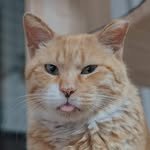 woori_cats 프로필 사진