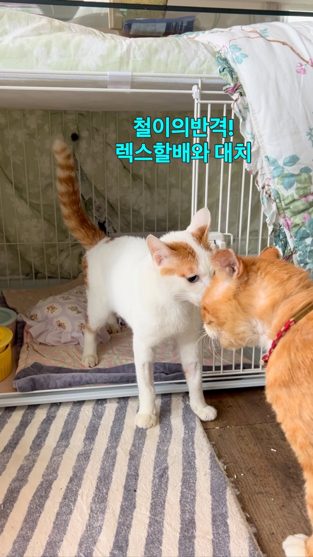 ray_at_home 게시물 이미지: #소중해

#유사기립성떨림 #난치병

렉스 & 포항철이

철이는 용감해요

몸이...