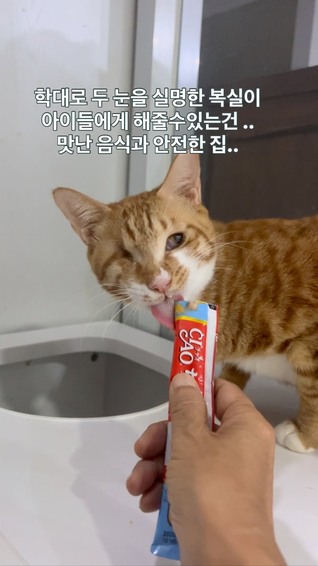 ray_at_home 게시물 이미지: #소중해

복실이

말종의학대로 두 눈을 실명한 복실이에게
저는 아무 말도 할수...